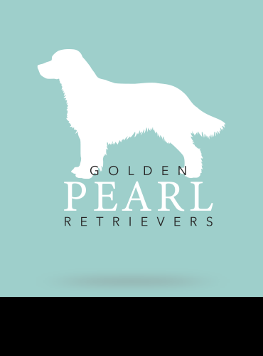 Golden Pearl Retrievers